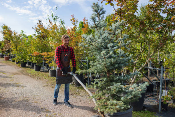 Best Tree Fertilization Services  in USA